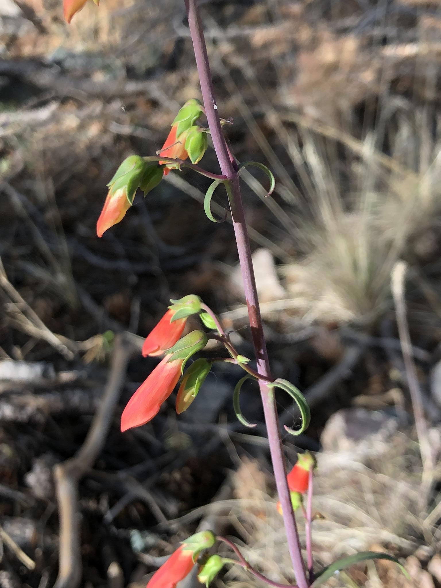 Penstemon barbatus